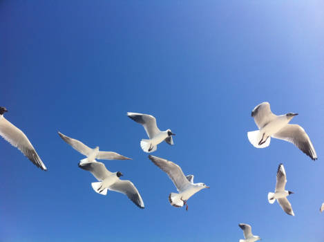 Dubai - Fly like a bird