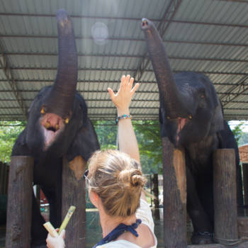 Maleisië - High fiven met olifanten