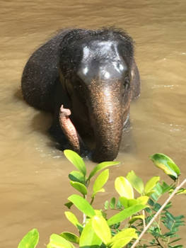 Maleisië - Olifanten opvang