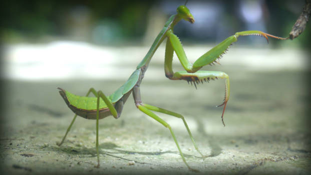 Filipijnen - Little fellow crossing the road
