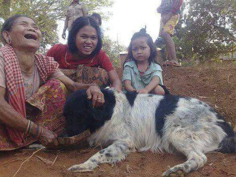 Banlung - We love your dog! (Een Friese Stabij in Cambodja)