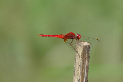 Inle Lake - Beautifull nature