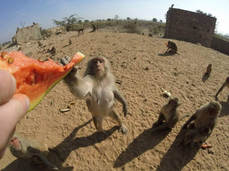 Jaipur - Feed the monkeys