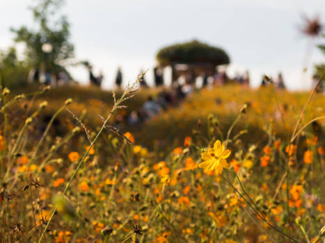 Seoul - Flower garden