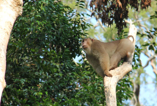 Tabin Wildlife Reserve - Pigtail monkey!