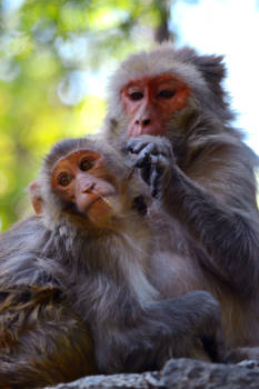 Dharamsala - Aapjes in Dharamsala
