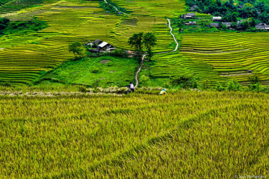 Hiken bij Sapa - Locals Working in the Rice fields around Sapa