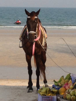 Thailand - Paard op strand