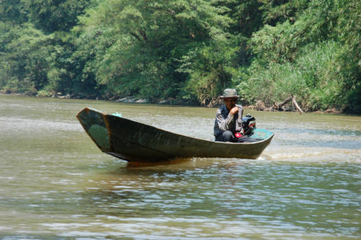 Kuching - regenwoud met alles erop en eraan