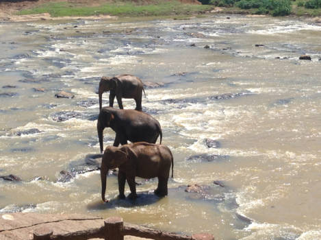 Sri Lanka - Elephants on each other !