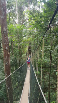Taman Negara National Park - Lopen tussen de boomtoppen in het oudste regenwoud van Maleisië