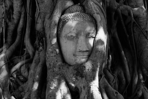 Thailand - Boedha in de boom