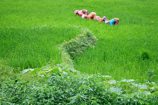 Nepal - De kontjes van de rijstvelden
