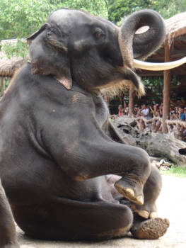 Thailand - olifanten park