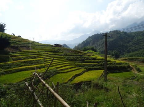 Sapa - De prachtige rijstterrassen