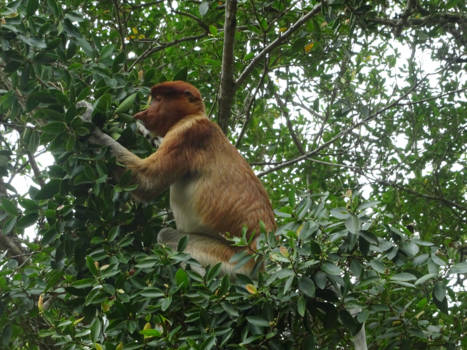 Bako National Park - Een slapende neusaap