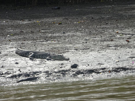 Bako National Park - Krokodil