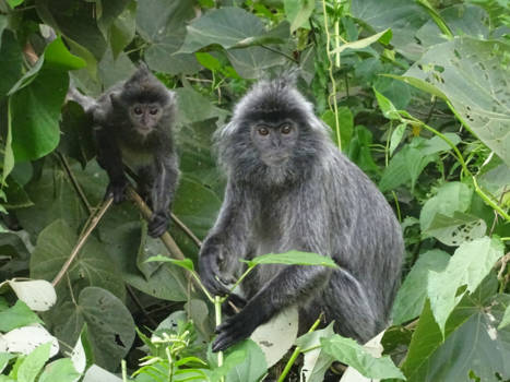 Bako National Park - Silver leaf monkeys