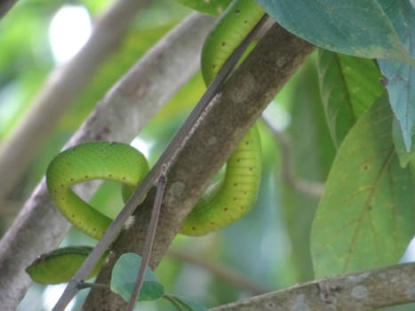 Bako National Park - Slang