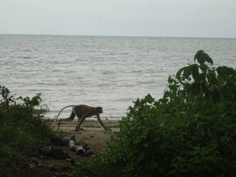 Bako National Park - Neusaap op het strand