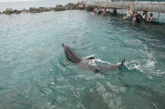 Zwemmen met dolfijnen