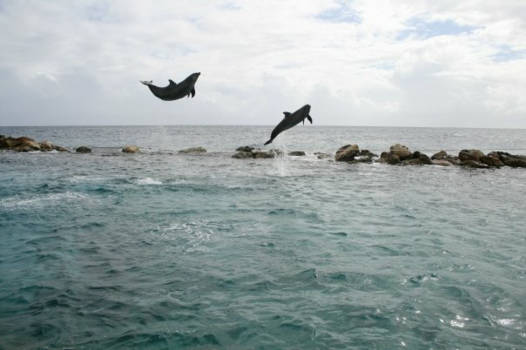 Zwemmen met dolfijnen