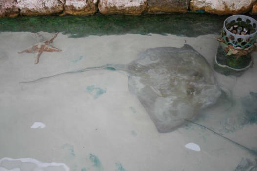 Zwemmen met dolfijnen