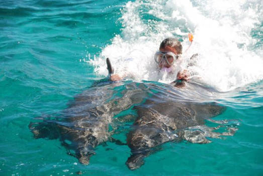 Zwemmen met dolfijnen