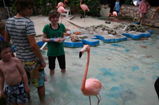 Zwemmen met dolfijnen