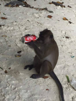 Thailand - wie heeft de laatste slok opgedronken.....