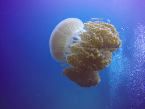 Duiken bij Koh Tao - Amazing diving @ koh Tao