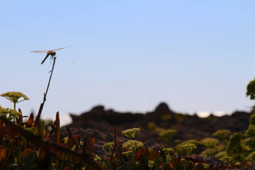 Noord-Cyprus - It's a small world
