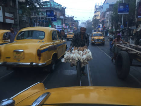 Calcutta (Kolkata) - Kippen op de fiets