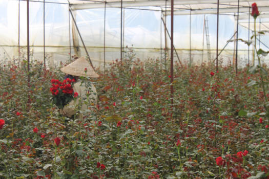 Da Lat - Roses are red