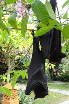 Java - huwelijksreis