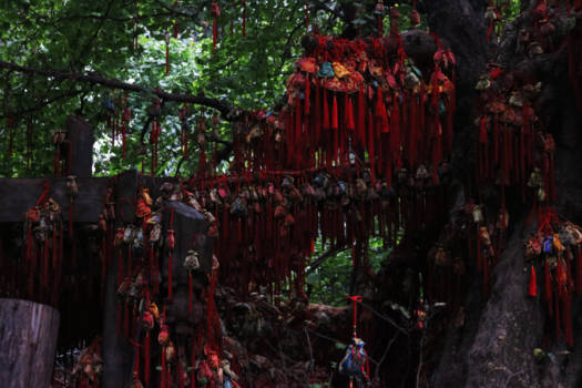 Chengdu - Wishing tree