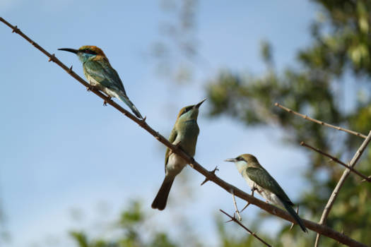 Sri Lanka - Bee catchers