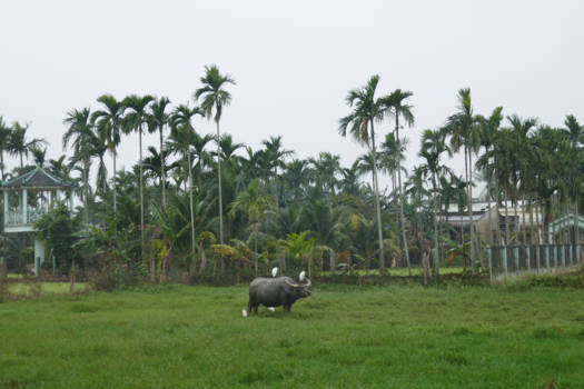 Vietnam - Omgeving Hoi An