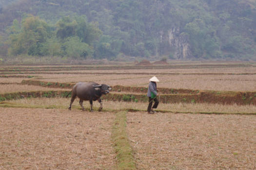 Vietnam - Mai Chau vallei