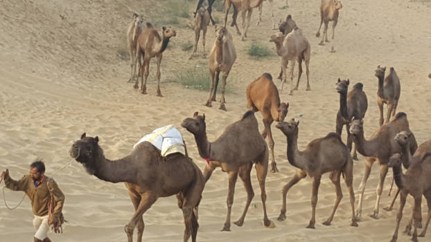 Pushkar - Kamelen markt in Puskar .een paar dagen lopen voor je er bent .