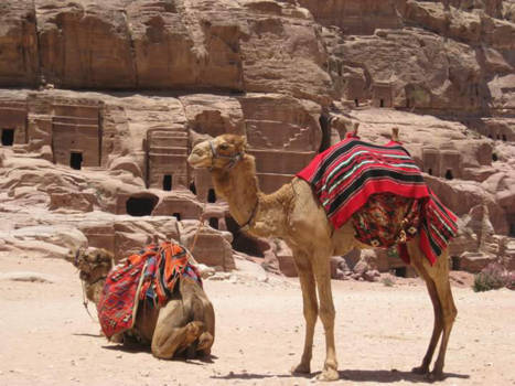 Petra - Kamelen uit het heden tegen een verleden uit de oudheid