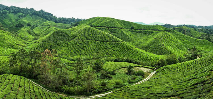 Maleisië - 50 shades of green