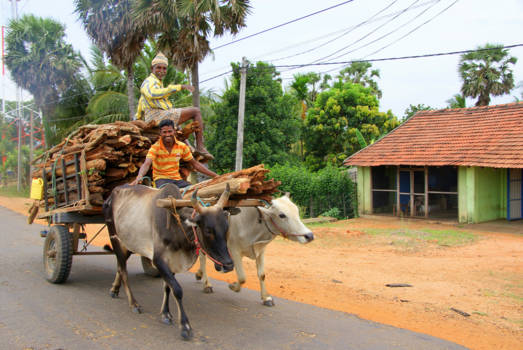 Sri Lanka - Ossenwagen