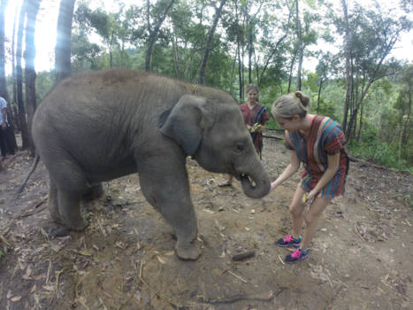 Thailand - Elephany sanctuary, Chiang Mai
