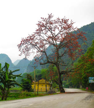 Vietnam - Red tree in Ninh Binh