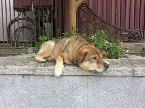 Hong Kong - One of the doggs at Big Bhudda near Hong Kong