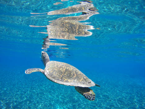 Perhentian Islands - Adembenemend prachtige schildpad @ Turtle Point