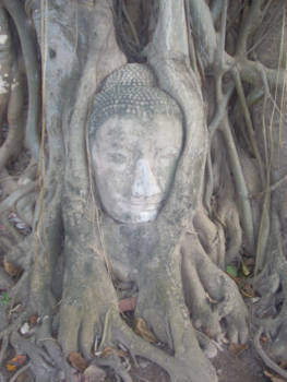 Thailand - Hoofd van Buddha omwonden onder de wortels van een boom