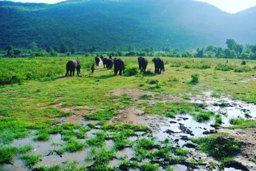 Kanchanaburi - Taking care of the Elephants