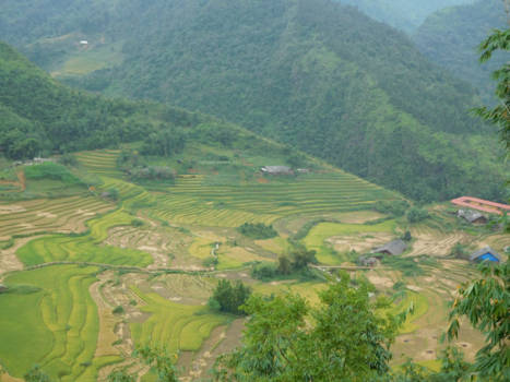 Sapa
